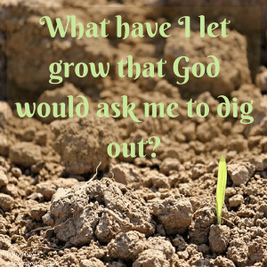 Holly Hawes Bitterness